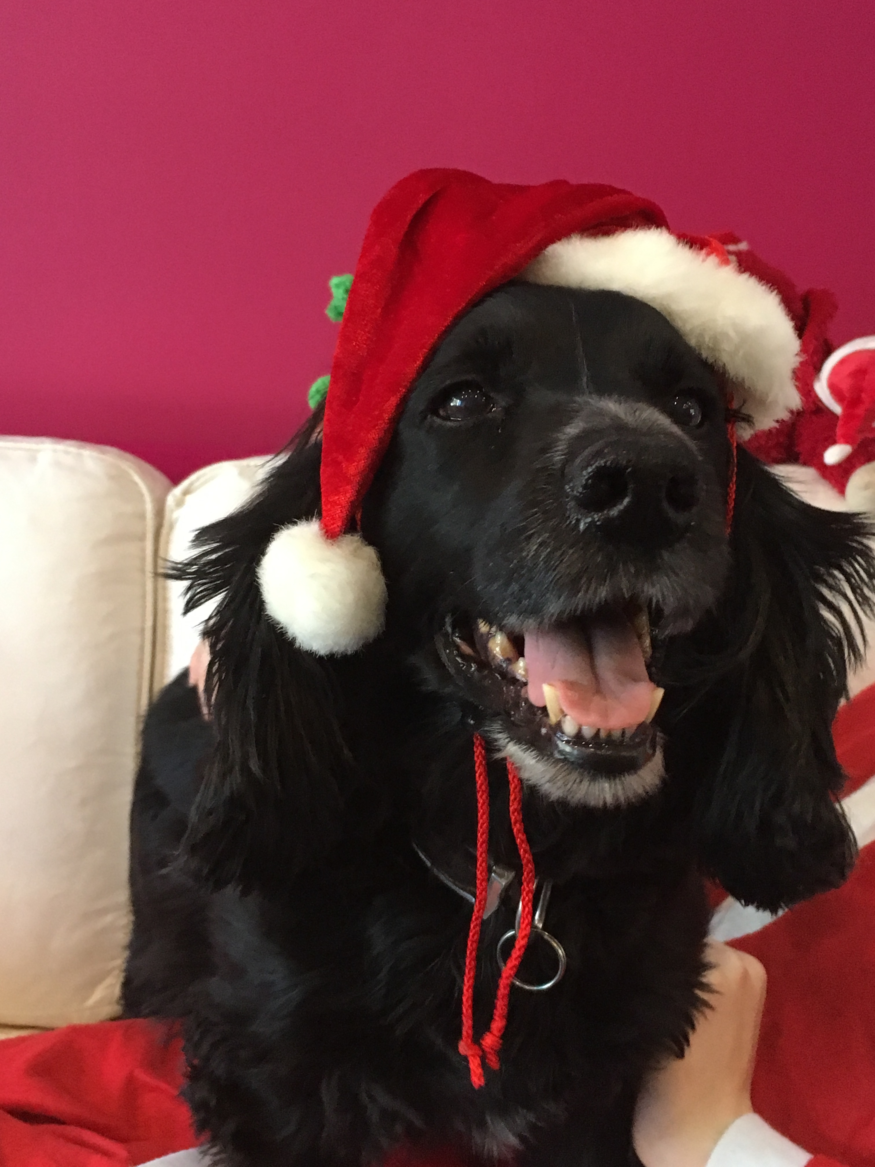 Valentino in a santa's hat