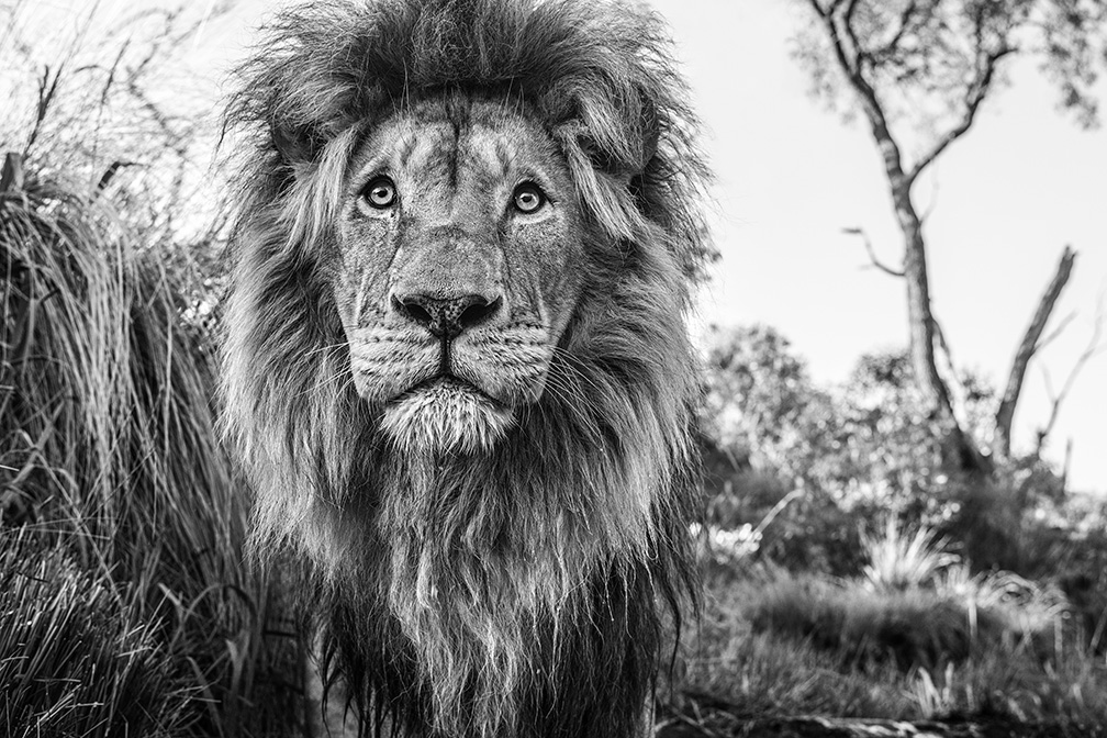 David Yarrow Photography