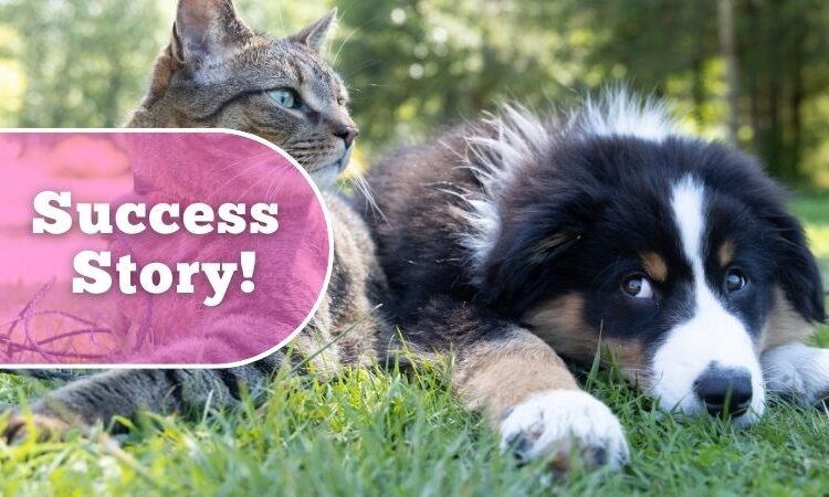 Job success story visual with image of cat and dog