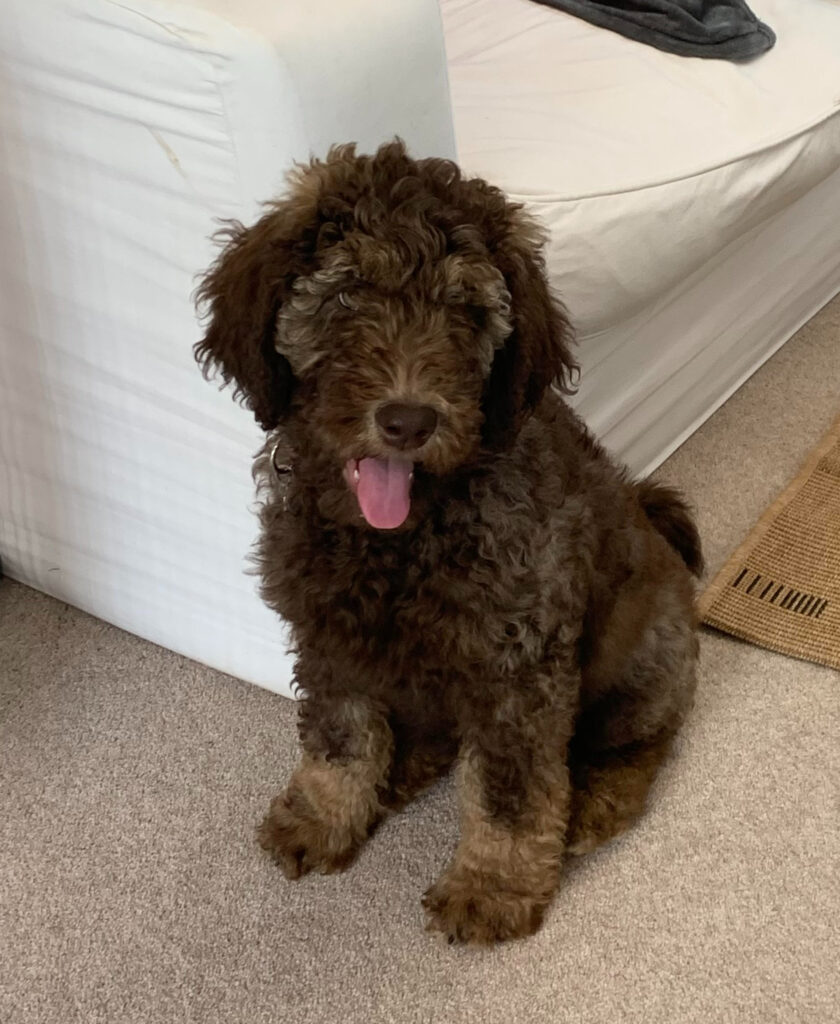 Mulberry the Newfypoo